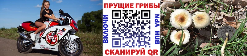 Псилоцибиновые грибы прущие грибы  Кирс 